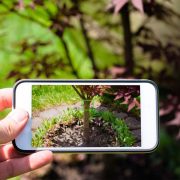 use phone to plan and manage garden allotment